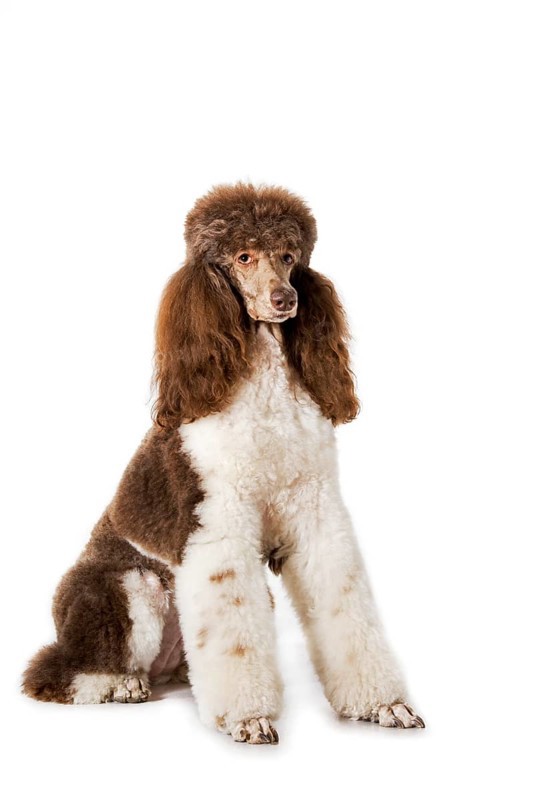 King poodle