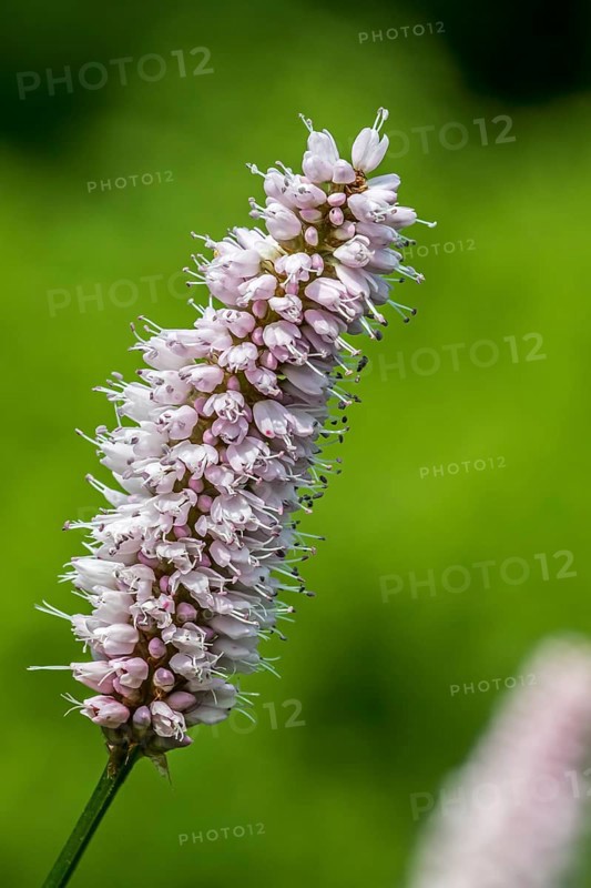 Common bistorium
