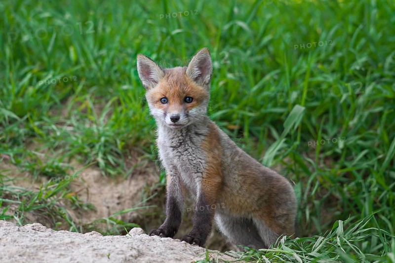 Cute red fox