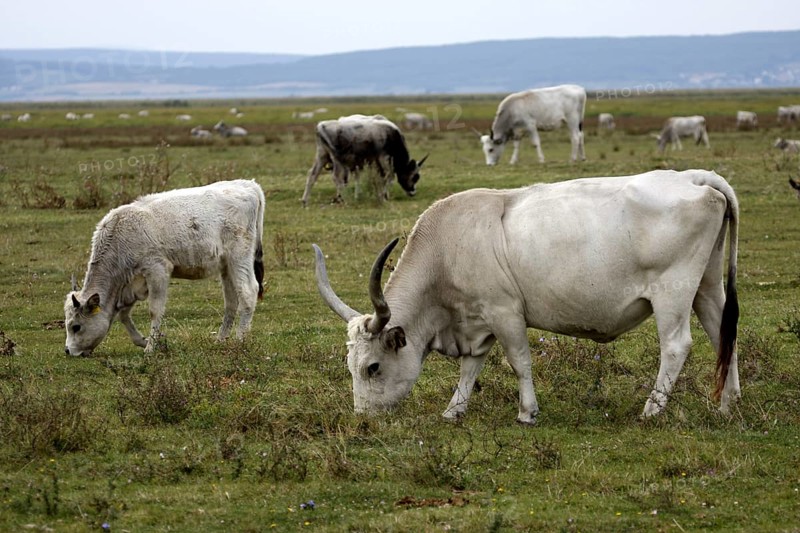 Hungarian grey cattle