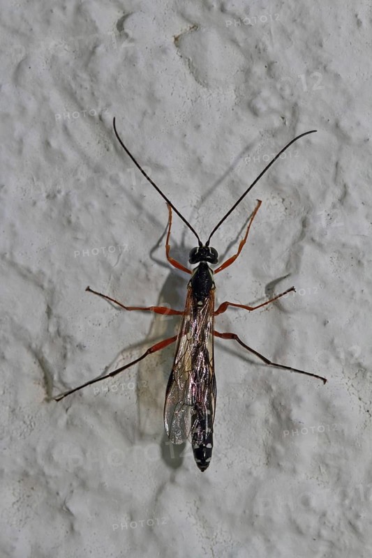 Wood wasp