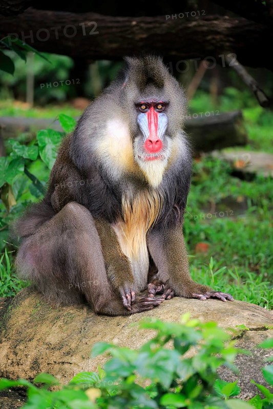 Mandrill