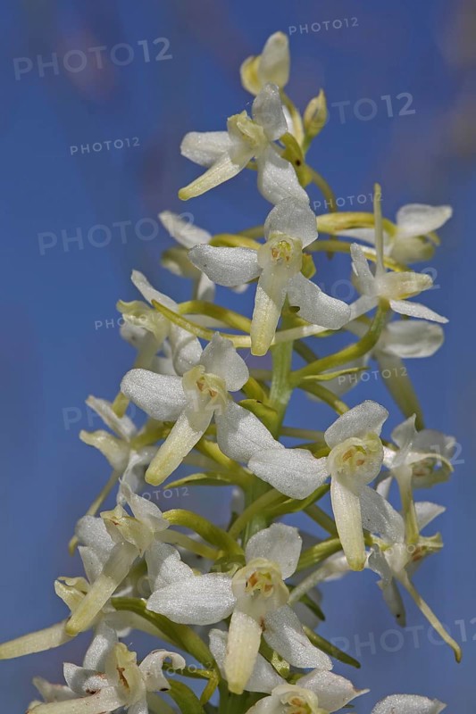 Greenish Forest Hyacinth