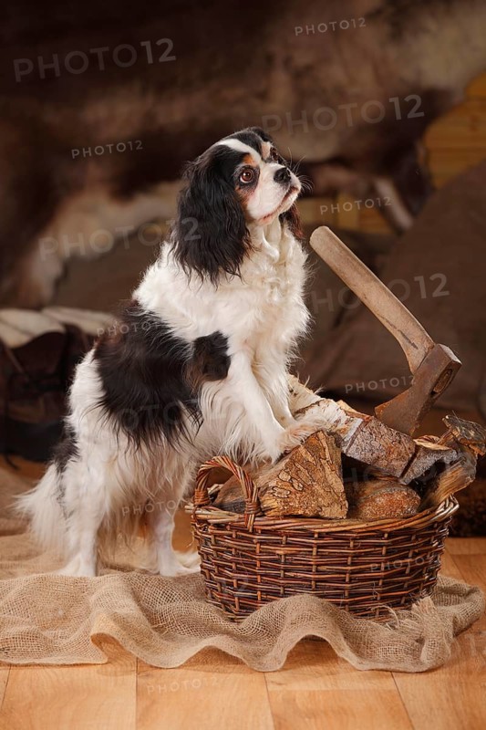 Cavalier King Charles Spaniel