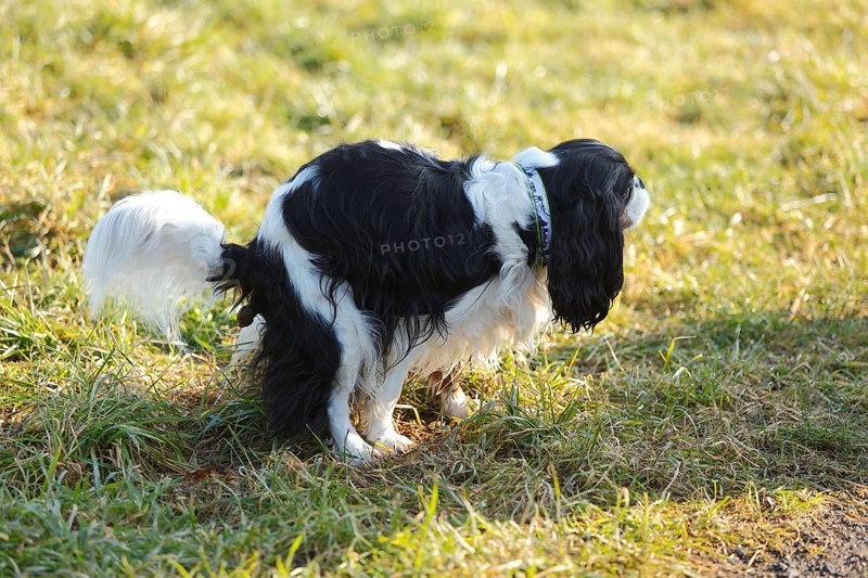 Cavalier King Charles Spaniel