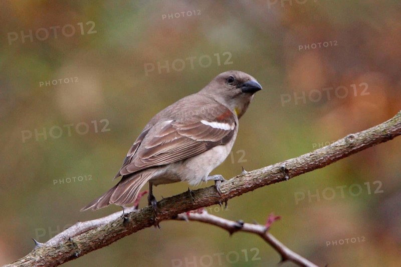 Chestnut-shouldered Petronia