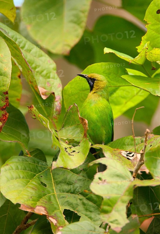 Jerdon's Leafbird