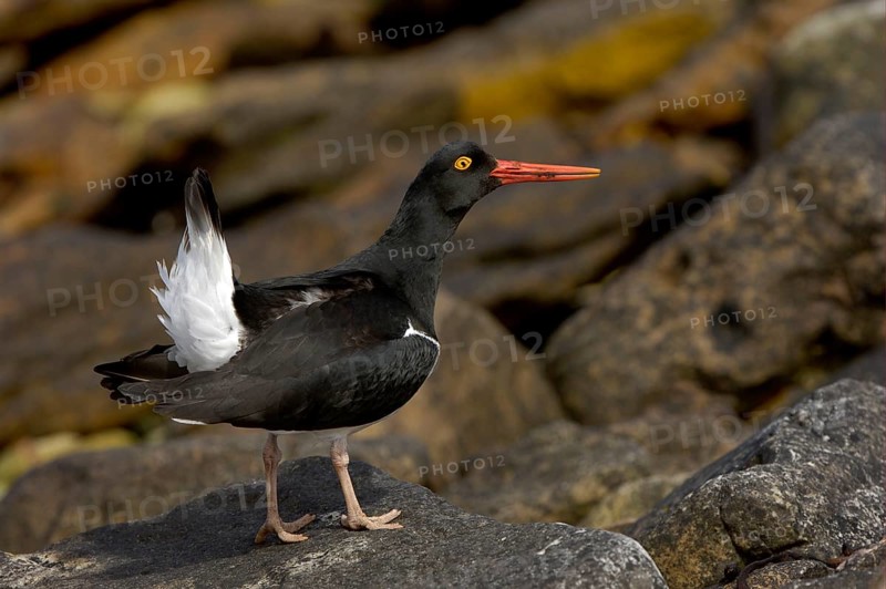 Magellanic Oystercatcher