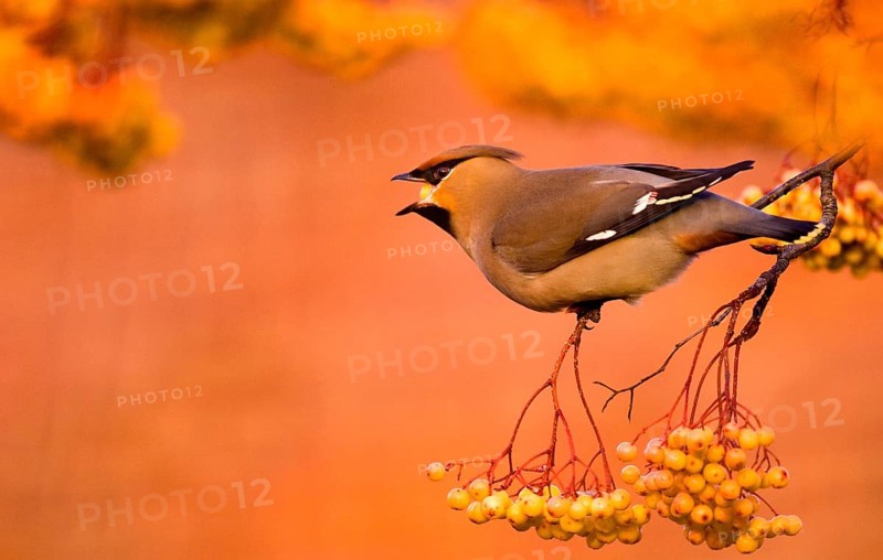 Bohemian Waxwing