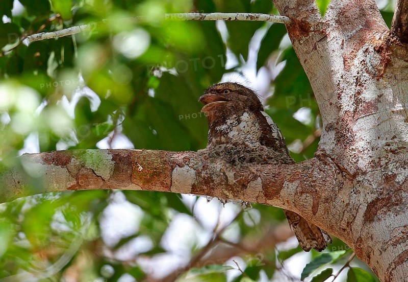 Blyth's frogmouth