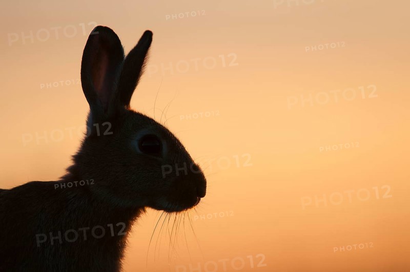 European Rabbit