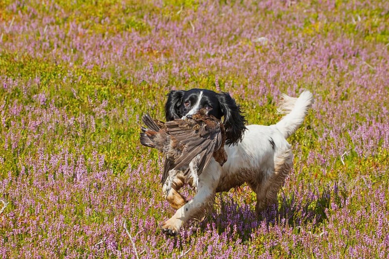 Domestic dog