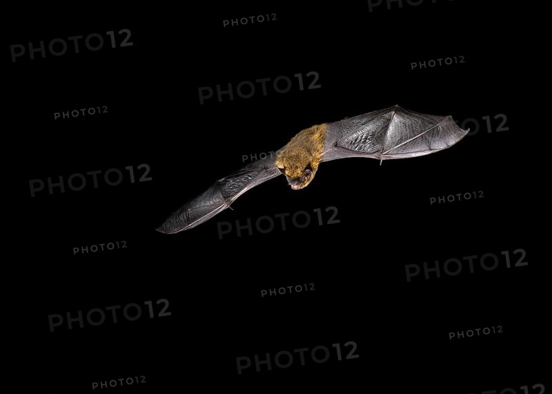 Common Pipistrelle