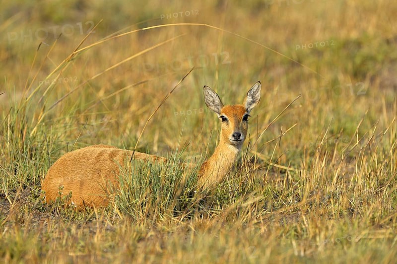 Oribi