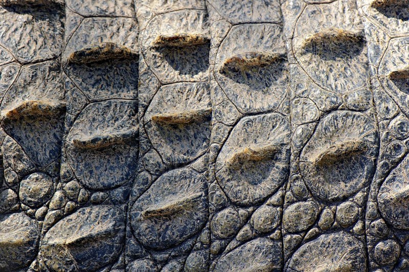 Nile crocodile