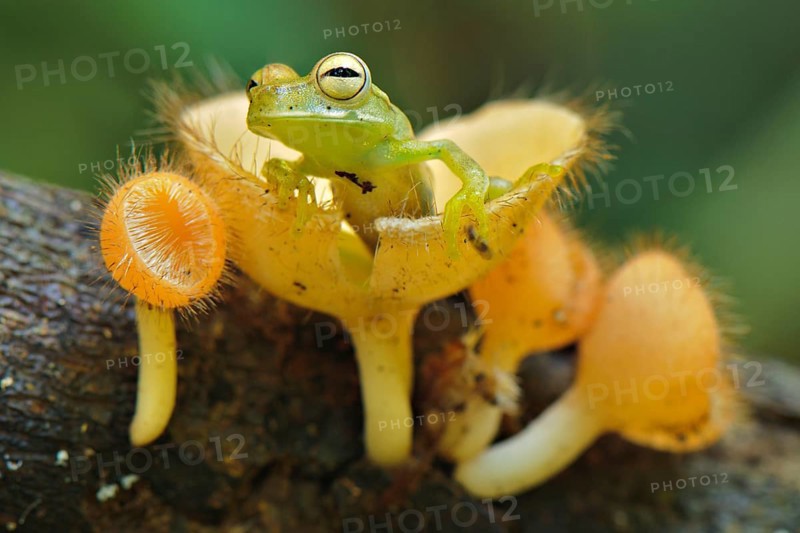 Gunther's banded tree frog