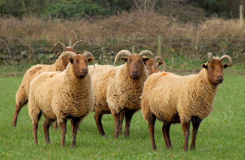 Domestic sheep