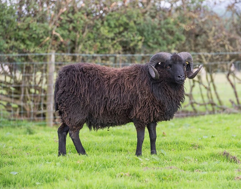 Domestic Sheep