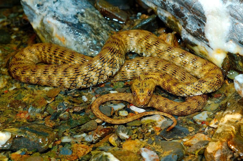 Dice Snake