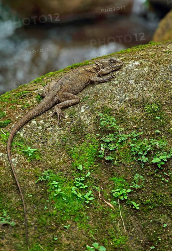 Common Basilisk
