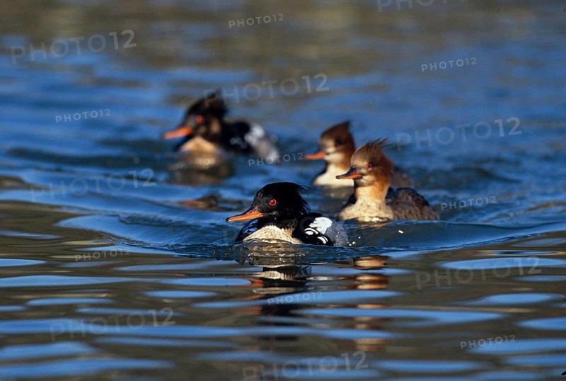 Red-breasted merganser