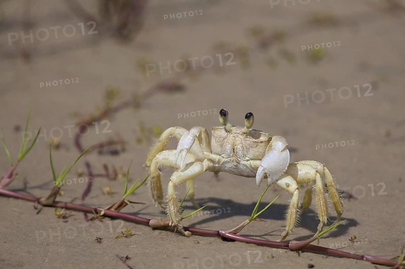 Atlantic ghost crabs