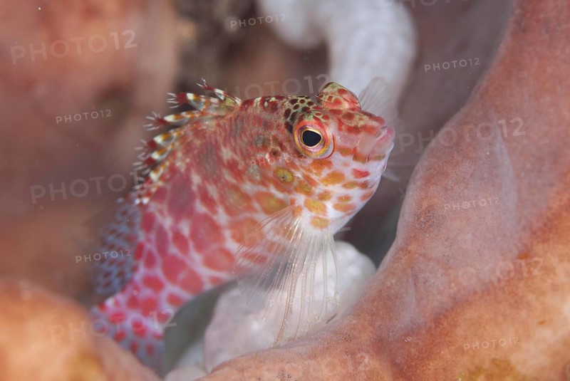 Spotted coral hawkfish