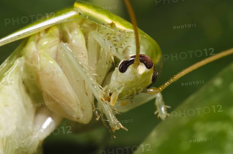 Green Banana Cockroach