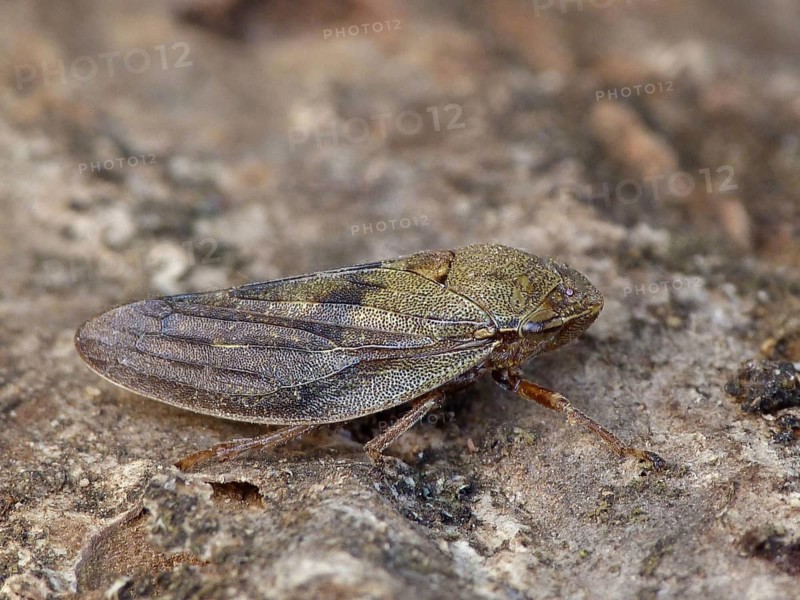 Froghopper