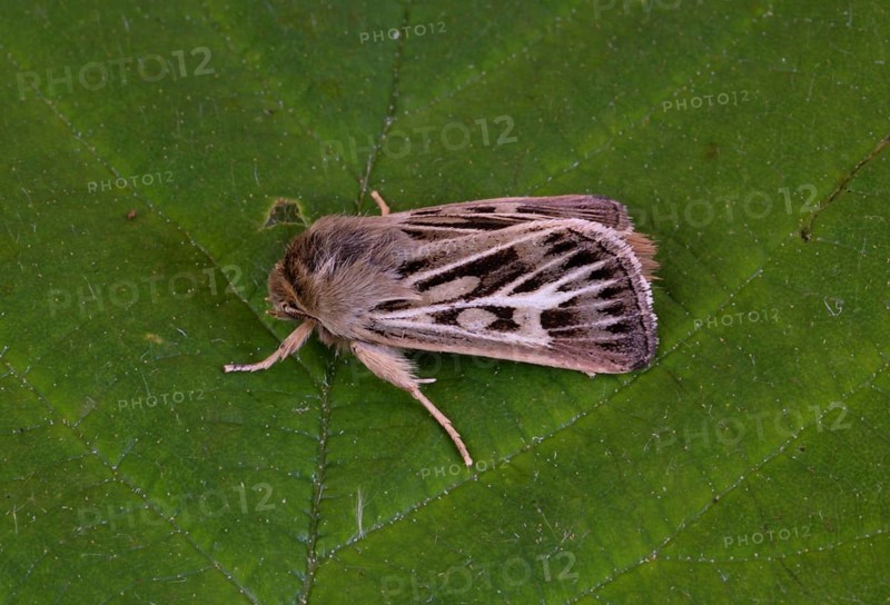 Antler Moth