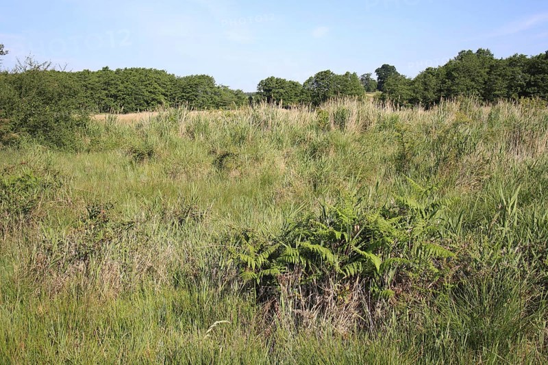 Bracken