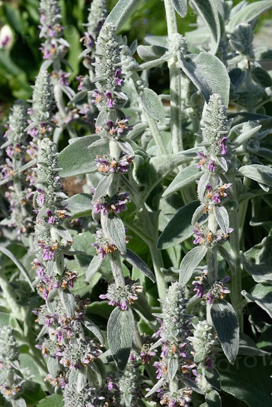 Lamb's ear
