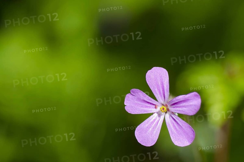 Herb robert