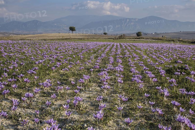 Harvest of saffron crocus
