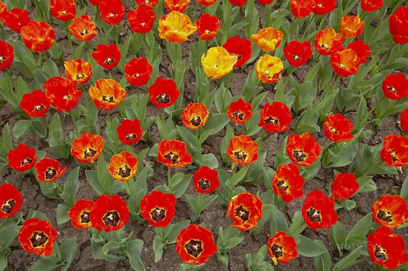 Tulip