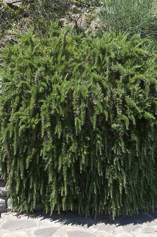 Creeping rosemary