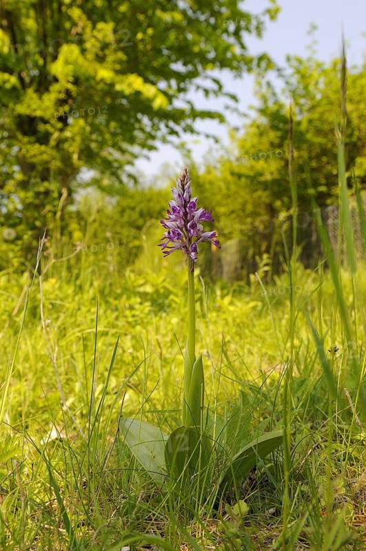 Military Orchid