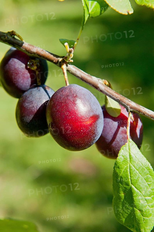 Damson