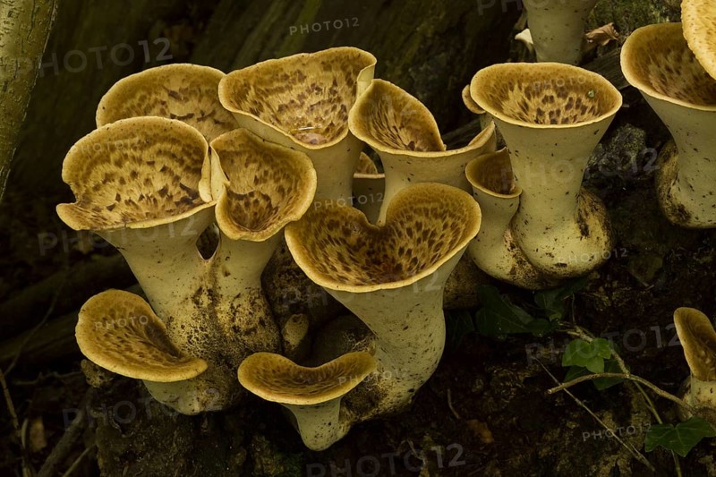 Dryad's Saddle