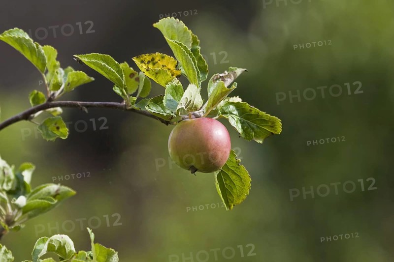 Cultivated apple tree