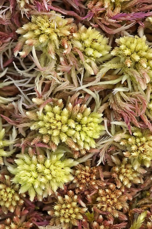 Acute-leaved sphagnum
