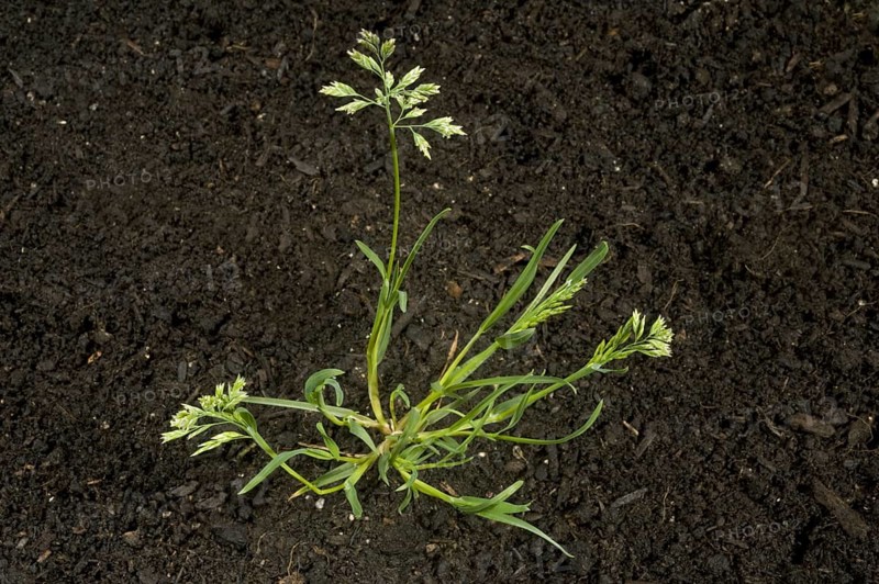 Annual meadow-grass