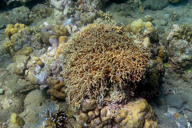 Stony corals