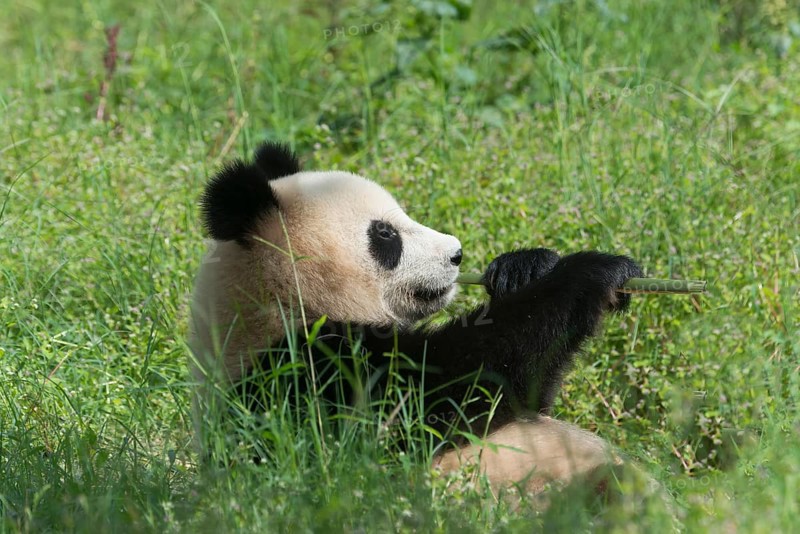 Two years aged young Giant Panda