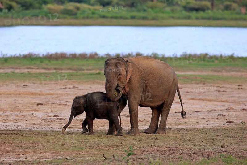 Asian sri lankan elephant