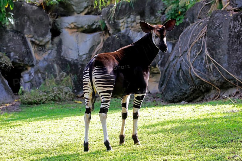 Okapi