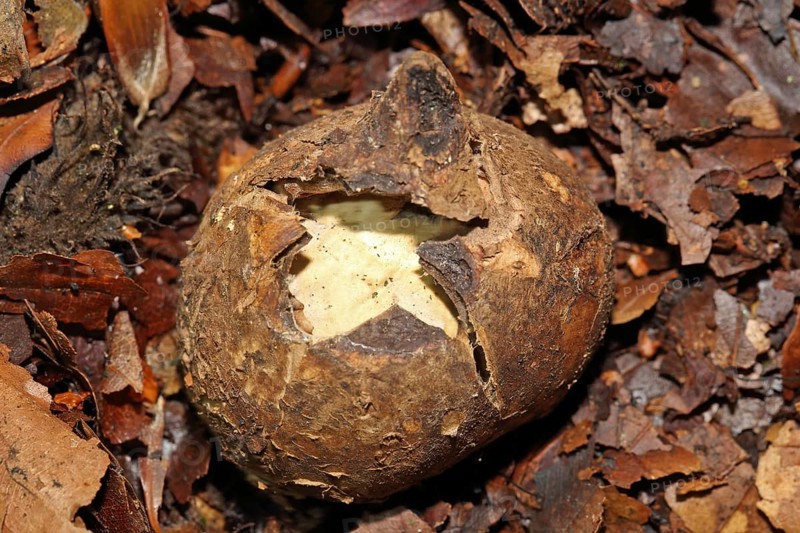 Ruffed Earth Star