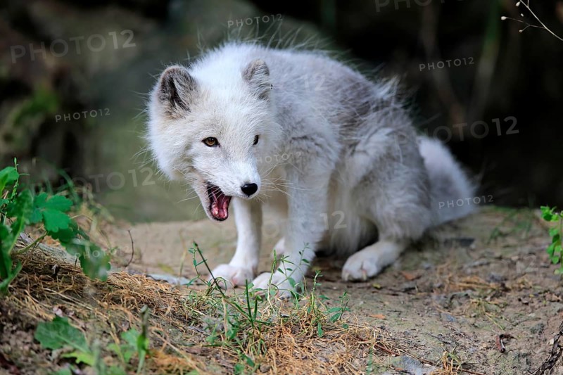 Arctic Fox