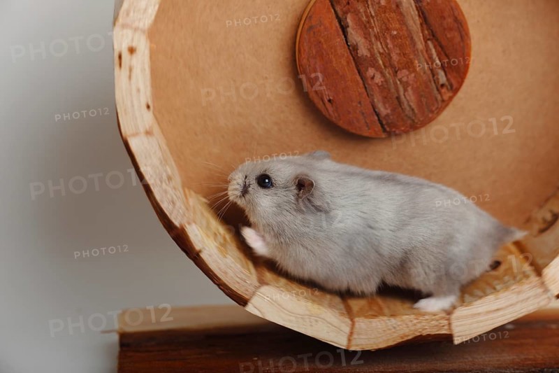 Djungarian hamster