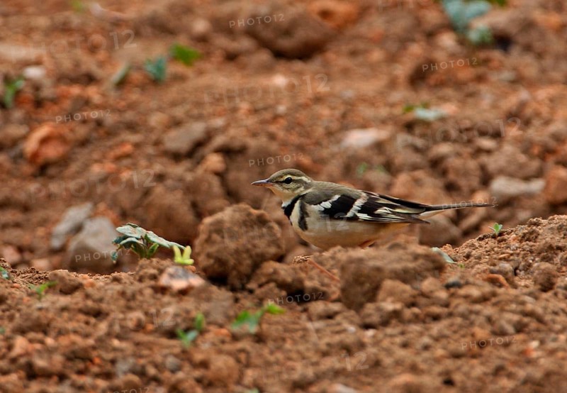 Forest Wagtail